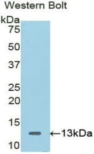 CTNNBIP1 / ICAT Antibody (aa1-81, Biotin)