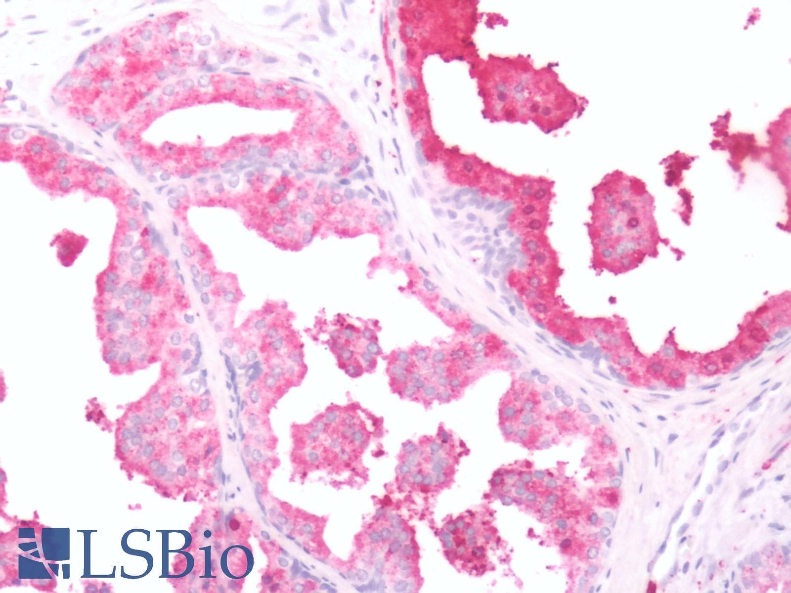 PathPlus™ Polyclonal Rabbit anti-Human GPR68 / OGR1 Antibody (C-Terminus, IHC)