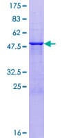 Human AMELX Protein (Recombinant GST)