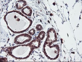 SERPINB1 Antibody (aa77-306, clone OTI2B4)