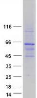 Human YY2 Protein (Recombinant Myc-DDK (Flag))