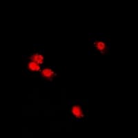 POLE3 / DNA Polymerase Epsilon Antibody