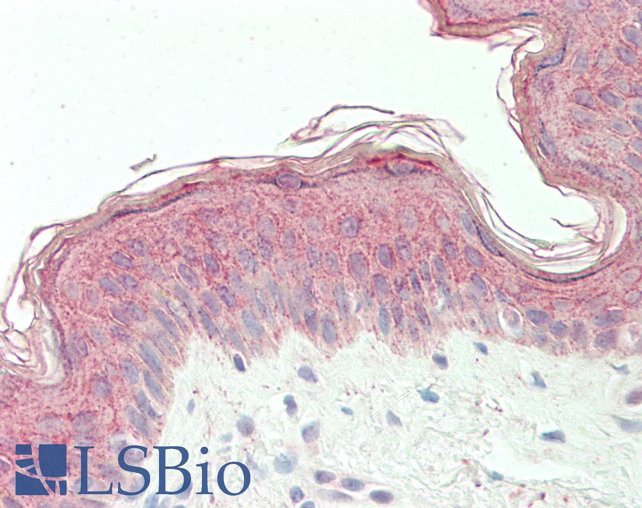 IHC-plus™ Polyclonal Rabbit anti-Human EGLN3 / PHD3 Antibody (aa50-100, IHC, WB)