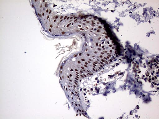 Monoclonal Mouse anti-Human NPAS1 Antibody (clone OTI4C10, aa319-522, IHC, WB)