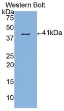 MUC3A Antibody (aa2176-2280)
