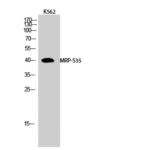 MRPS35 Antibody (180-260 aa, Internal)