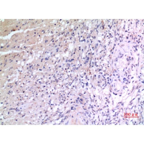 Polyclonal Rabbit anti-Human VGF Antibody (441-490 aa, Internal, IHC, WB)
