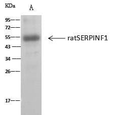 SERPINF1 / PEDF Antibody (Preservative Free)