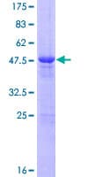 Human FAM89B Protein (Recombinant GST)