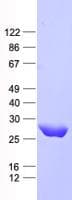 Human PNPLA4 Protein (Recombinant His, N-Terminal)
