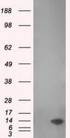 MSMB / MSP Antibody (clone OTI6C7, Carrier-free)