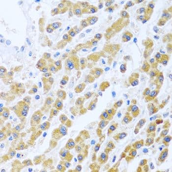 MANF / ARMET Antibody