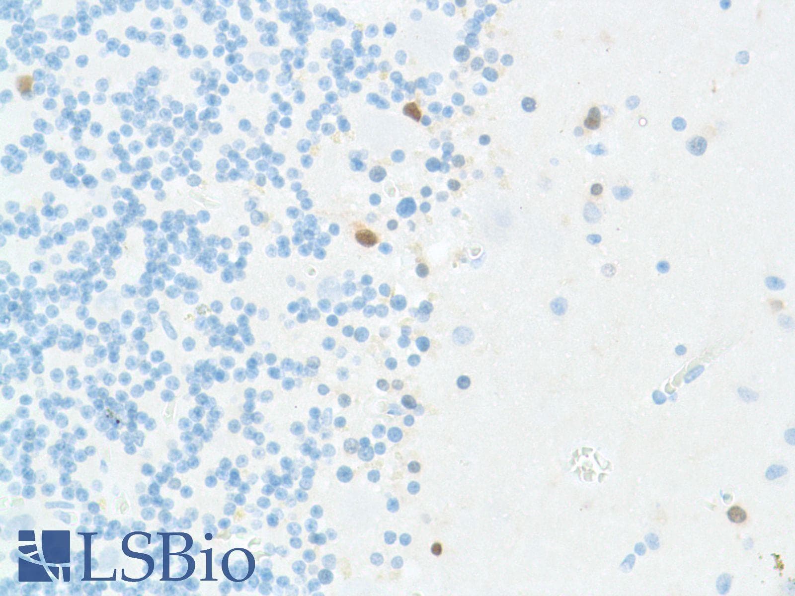 SOX2 Antibody (N-Terminus, clone SP76)