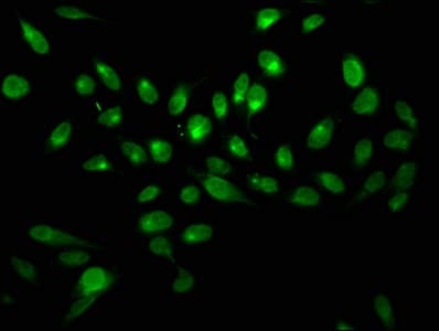 H2AFX / H2AX Antibody
