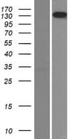 Human LAMB3 / Laminin Beta 3 Protein (Over-Expression Lysate Myc-DDK (Flag))