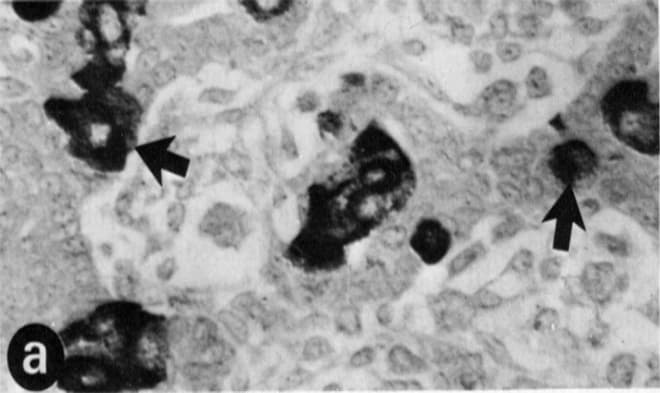 Peptide YY / PYY Antibody