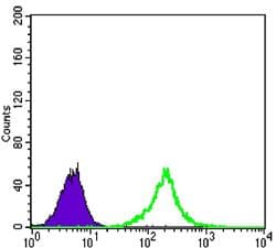 Monoclonal Mouse anti-Human KLHL11 Antibody (clone 1B9A8, IF, WB)
