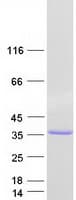 Human RFPL4A Protein (Recombinant Myc-DDK (Flag))