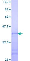 Human CDK11B / CDC2L1 Protein (Recombinant GST, N-terminus)