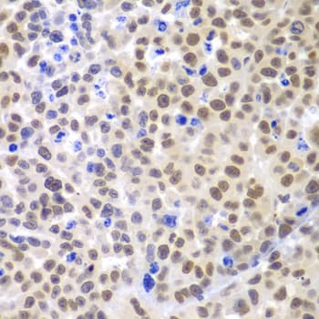 LHX4 Antibody
