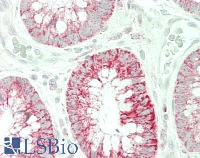 IHC-plus™ SHMT / SHMT2 Antibody