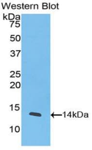 CXCL11 Antibody (aa22-94)