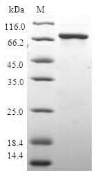 Human HAUS4 Protein (Recombinant GST, N-terminus)