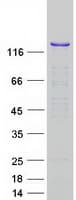 Human SF3B2 Protein (Recombinant Myc-DDK (Flag))