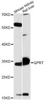 IHC-plus™ QPRT Antibody