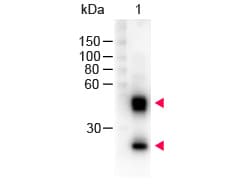 Sheep Anti-Mouse IgG Secondary Antibody (HRP)