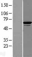 DNAJC7 Protein (Over-Expression Lysate Myc-DDK (Flag))
