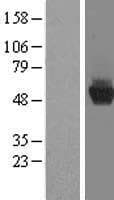 CCDC130 Protein (Over-Expression Lysate Myc-DDK (Flag))
