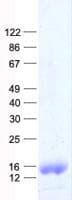 Human MRPL14 Protein (Recombinant His, N-Terminal)