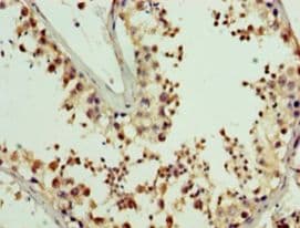 PDRG1 Antibody (aa1-133)