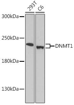 DNMT / DNMT1 Antibody