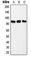 PNPT1 Antibody (C-Terminus)