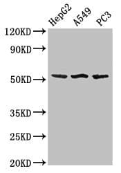 SPRED1 Antibody