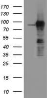 ATRIP Antibody (aa42-309, clone OTI4A8, Carrier-free)