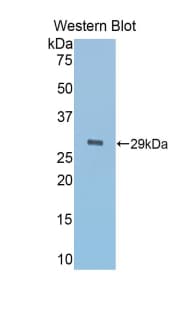 A1BG Antibody (aa220-415)
