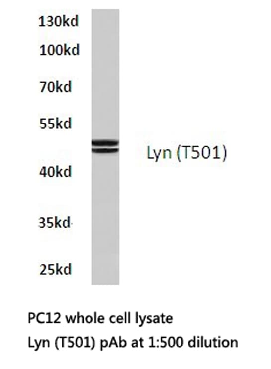 LYN Antibody (Thr501)