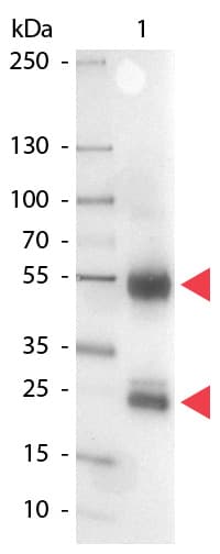Polyclonal Rabbit Anti-Pig IgG Secondary Antibody (AP, IHC, WB)