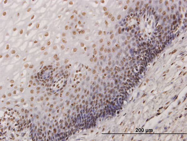 KHSRP / FBP2 Antibody (clone 4H7)