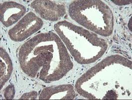 TSC22D1 / TSC22 Antibody (clone OTI4H8)