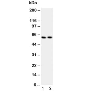 SRC Antibody (aa2-368)