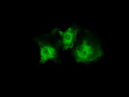 Monoclonal Mouse anti-Human PLEK / Pleckstrin Antibody (clone OTI6B5, IHC, IF, WB)