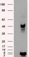PSMC3 Antibody (clone OTI8D6)