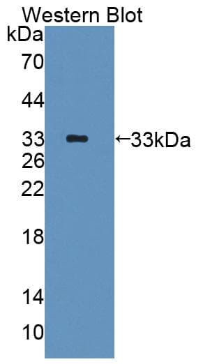 PDE10A Antibody (aa508-779, PE)