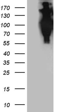 APBB1 / FE65 Antibody (clone OTI7E3)