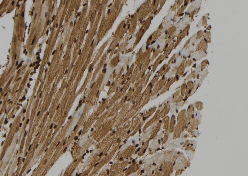 SUGT1 / SGT1 Antibody