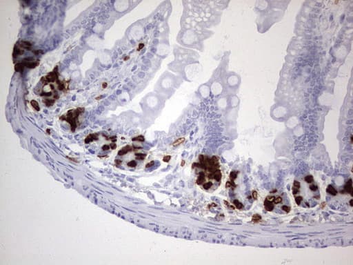 BrdU Antibody (clone 3B6)